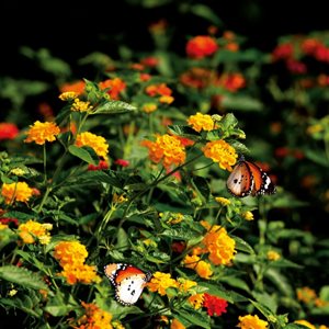 Recreating Nature & The Living Landscape - Butterflies Sanctuary