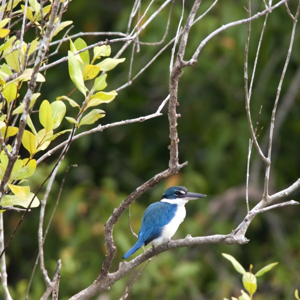 Recreating Nature & The Living Landscape - Birds Sanctuary