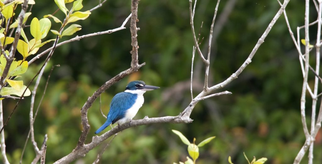 RECREATING NATURE & THE LIVING LANDSCAPE - BIRDS SANCTUARY