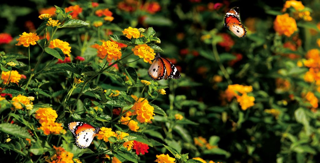 RECREATING NATURE & THE LIVING LANDSCAPE - BUTTERFLY SANCTUARY