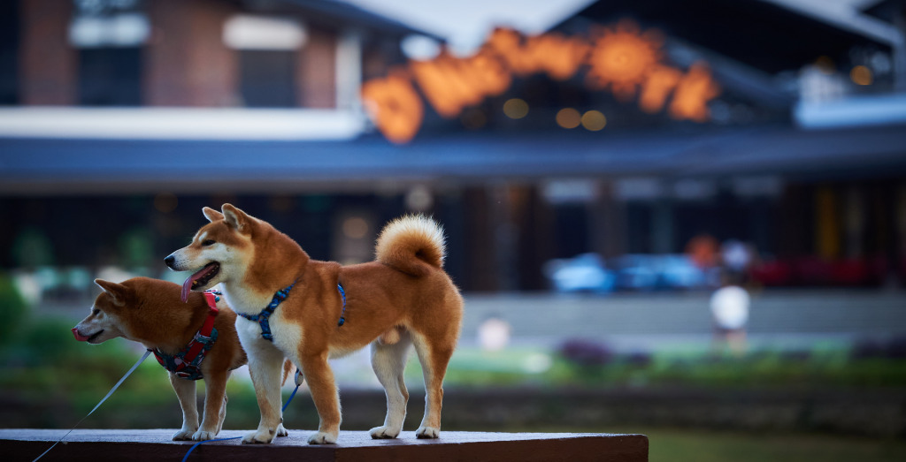 World's 1st Solar Powered Pet-Friendly Park In Town